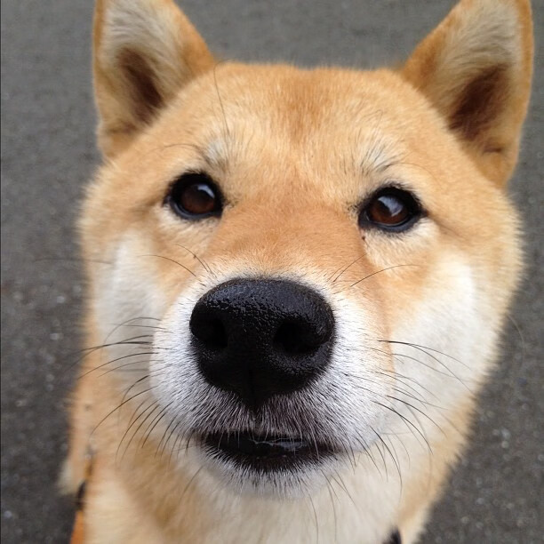 阿劳霍防守封神!塞内加尔爆冷掀翻巴拉圭,战术角力再现非洲雄狮崛起